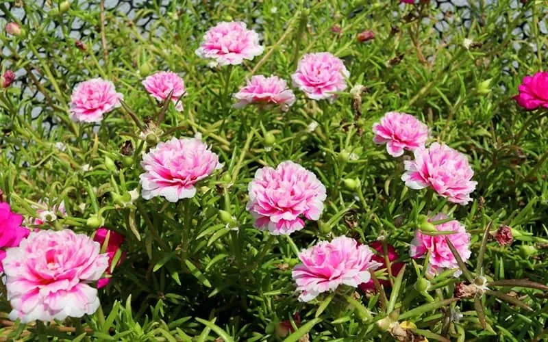 Kinh nghiệm trồng hoa mười giờ bằng cành nở rộ