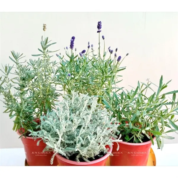 Cận cảnh hoa oải hương lavender tươi tốt ở Sài Gòn