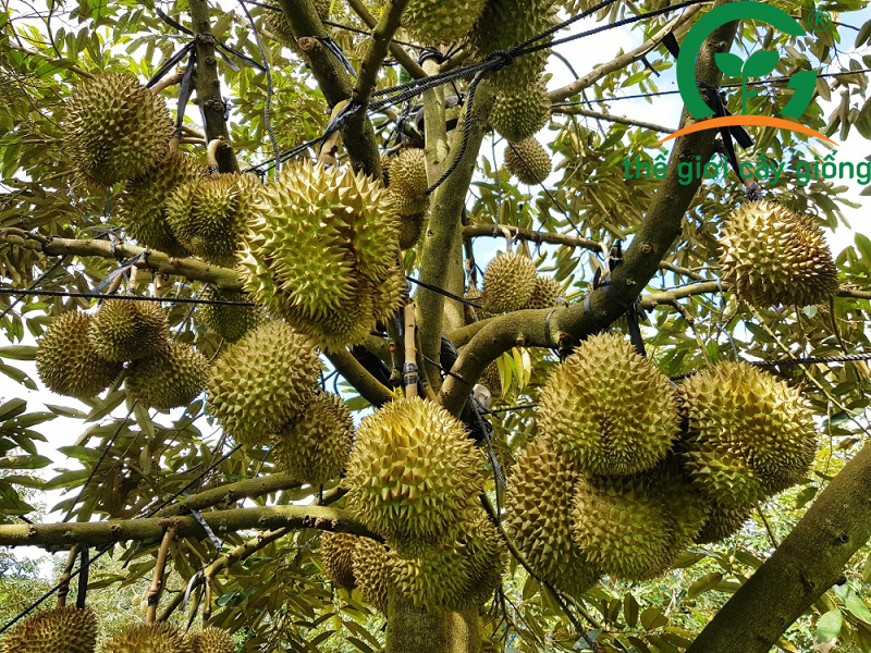 Cách Trồng Xoài Tứ Quý Đạt Năng Suất Cao Và Ổn Định Tại Vườn