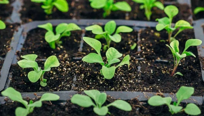 Kỹ thuật bón phân NPK cho hoa