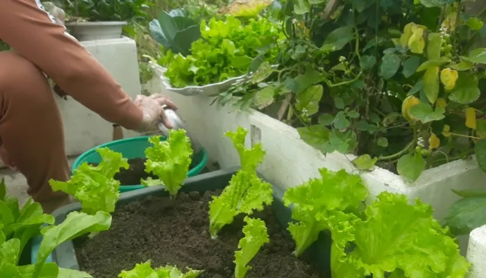 kỹ thuật bón phân rau xà lách