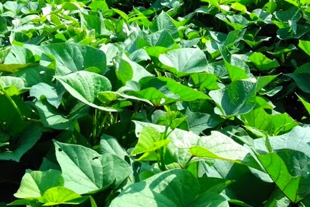 Cách Trộn Đất Trồng Rau Tại Nhà Chuẩn Kỹ Thuật Cho Năng Suất Cao