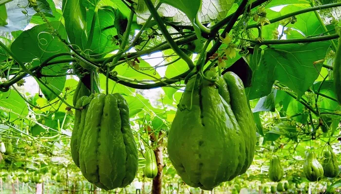 Hướng dẫn chăm sóc và bón phân cho cây su su sau khi trồng