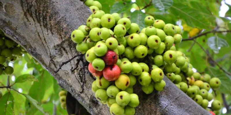 Kỹ Thuật Chăm Sóc và Bón Phân Chi Tiết Giúp Cây Sung Ra Quả Hiệu Quả