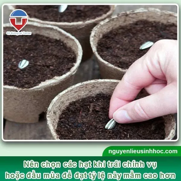 Chọn hạt giống vú sữa khỏe mạnh không bị sâu bệnh gây hại