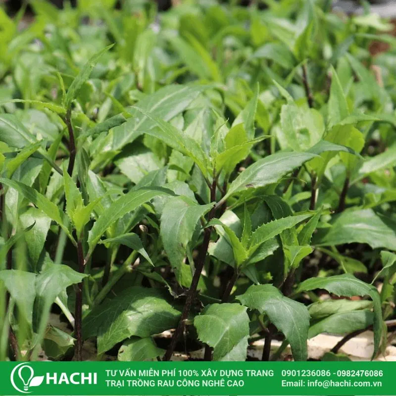 Cách chọn giống rau lủi rừng tốt cho năng suất cao và kháng bệnh