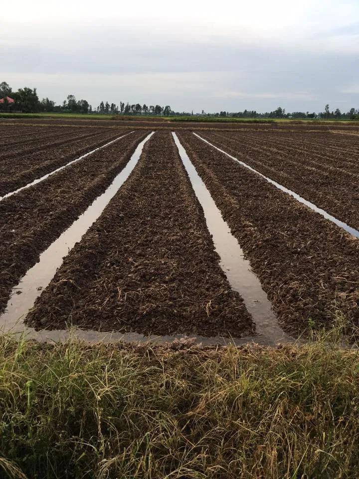 Kỹ thuật đặt củ giống khoai môn xuống đất