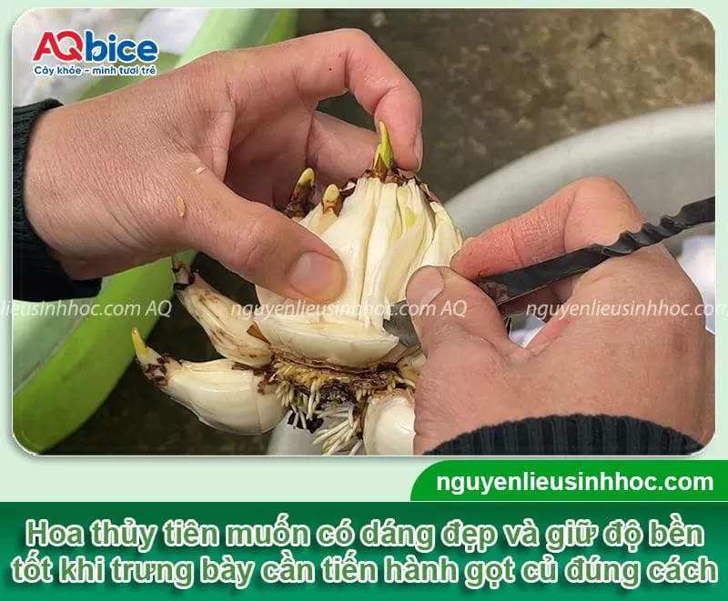 Kỹ thuật gọt củ hoa thủy tiên đúng cách để tạo thế đẹp mắt khi trồng thủy sinh