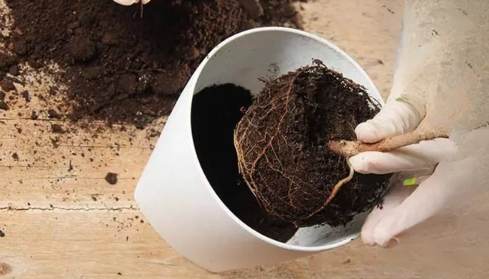 Kỹ thuật sang chậu