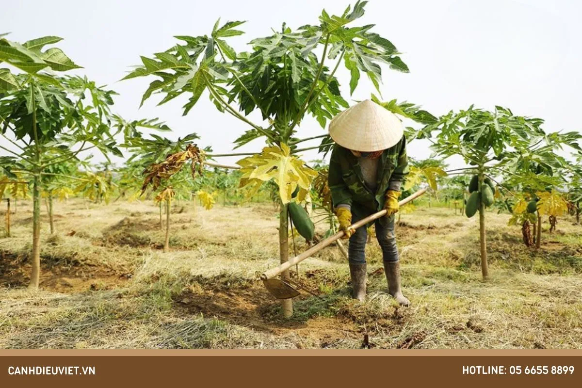 Kỹ thuật trồng đu đủ ruột vàng cần đảm bảo khoảng cách và mật độ tối ưu