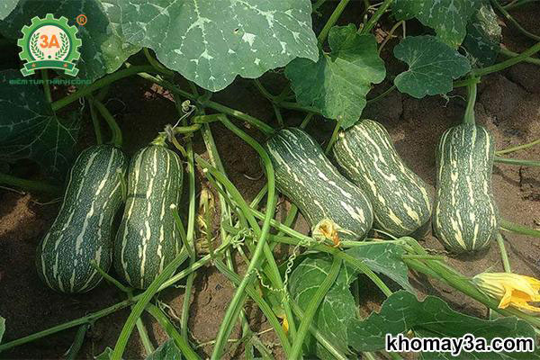 Kỹ Thuật Trọn Bộ Cách Trồng Bí Hồ Lô Đạt Năng Suất Cao Nhất