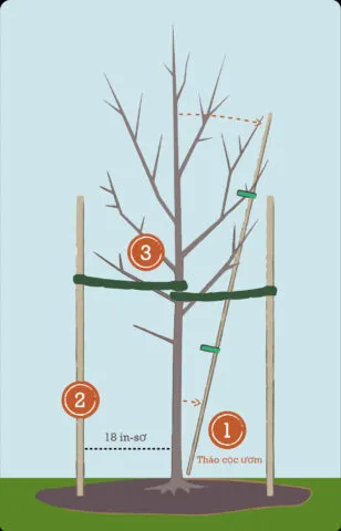 Kỹ thuật trồng cây con cỏ mực vào chậu, giúp cây bén rễ nhanh chóng