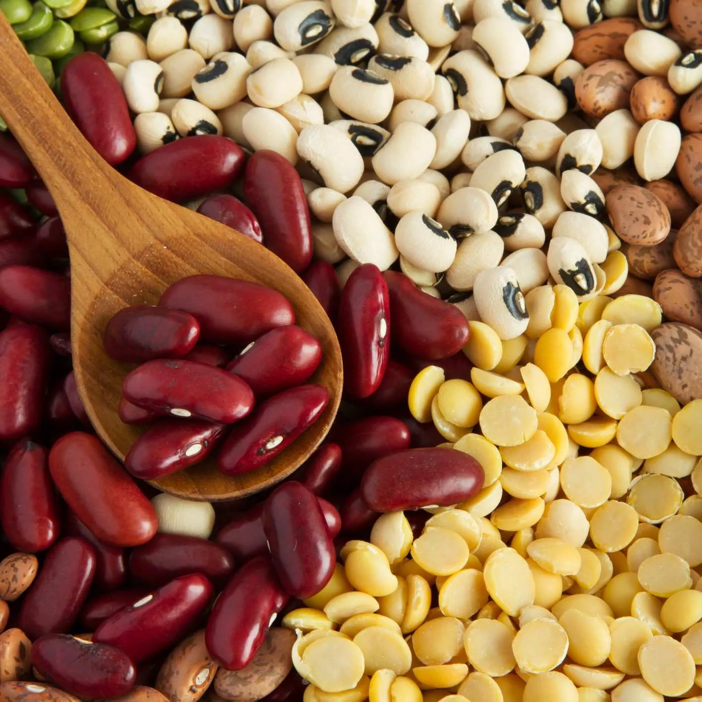 Đất trồng đậu đỏ hạt to tơi xốp sẵn sàng gieo hạt