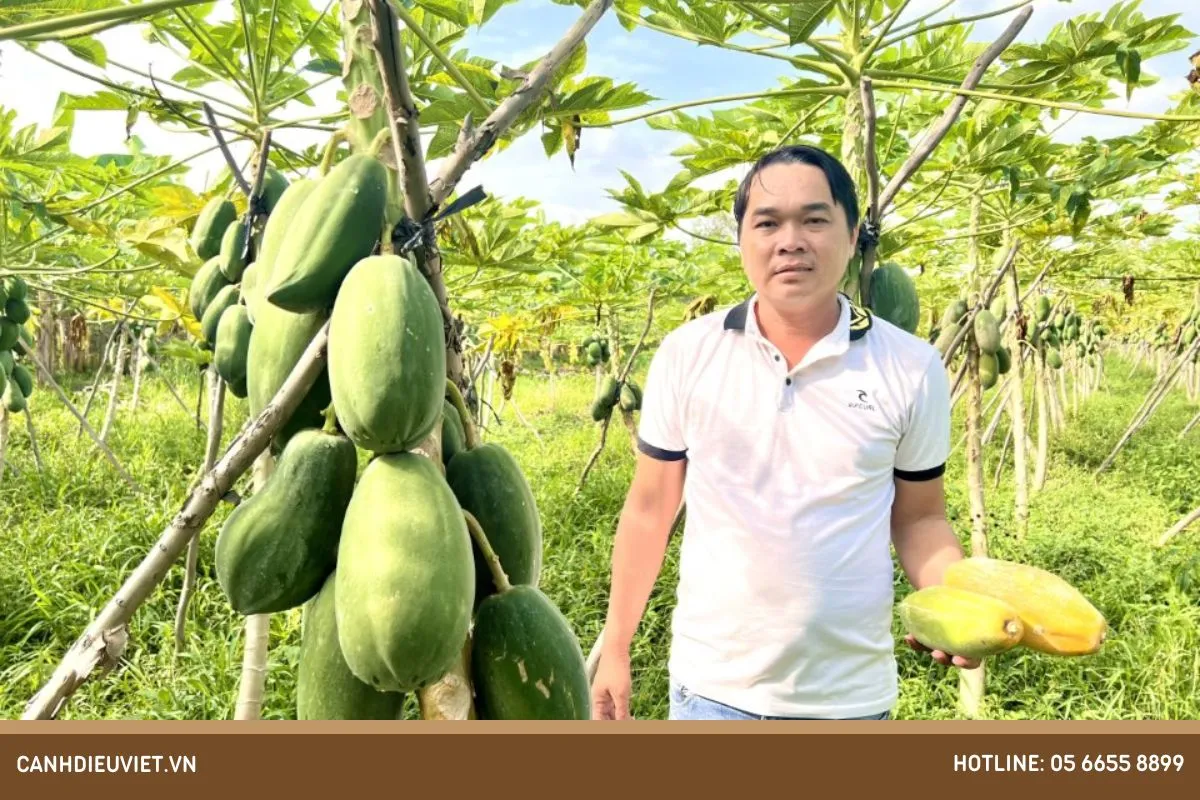 Kỹ thuật trồng cây đu đủ ruột vàng cần lựa chọn giống chuẩn và đất tơi xốp