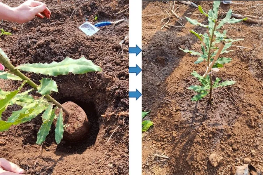 Phân trùn quế hữu cơ và vai trò của nó trong bón lót cho cây mắc ca khi áp dụng khoảng cách trồng cây mắc ca