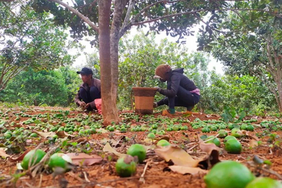 Người dân đang thu hoạch mắc ca, kỹ thuật thu hoạch và bảo quản sau khi cây đạt năng suất từ khoảng cách trồng cây mắc ca tối ưu