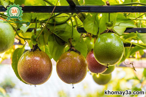 Kỹ Thuật Trồng Chanh Dây Từ A-Z: Cách Trồng Hướng Dương Lùn Từ Hạt