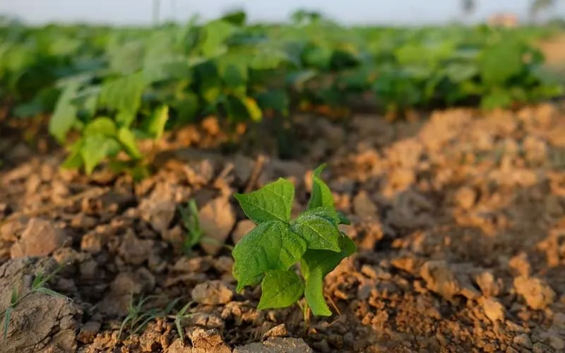 Quá trình chăm sóc cây củ đậu cần chú trọng vào việc tưới nước, quản lý độ ẩm và bấm ngọn đúng thời điểm