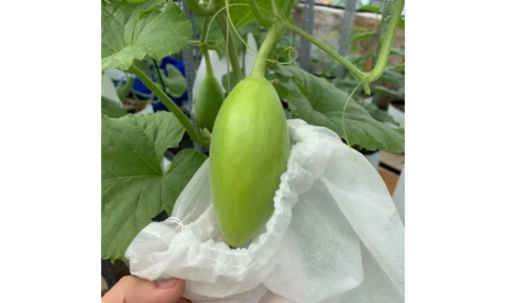 Tuyển chọn và bao bọc quả dưa lưới để bảo vệ