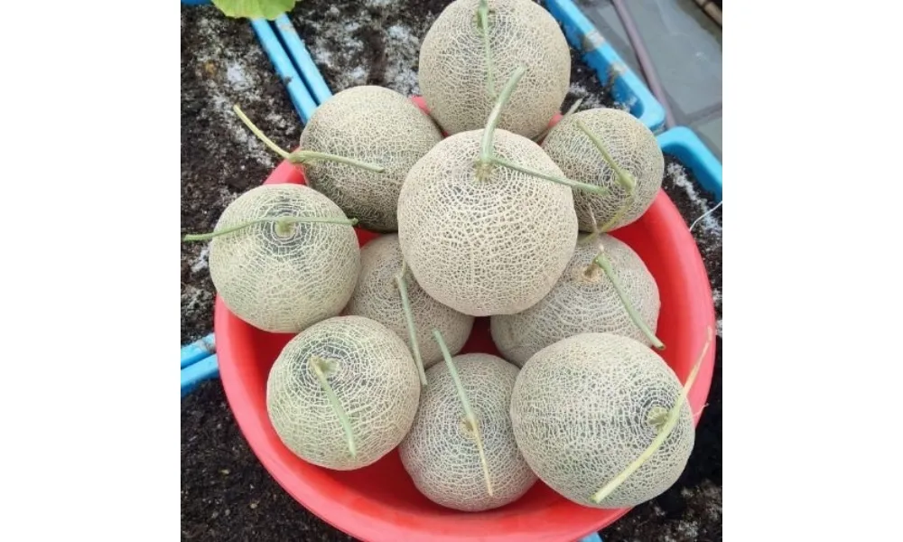 Thu hoạch dưa lưới đạt độ chín và độ ngọt tối ưu