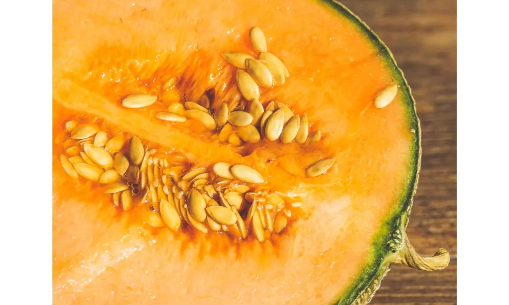 Phân biệt hạt giống dưa lưới F1 và F2 để chọn loại tốt nhất