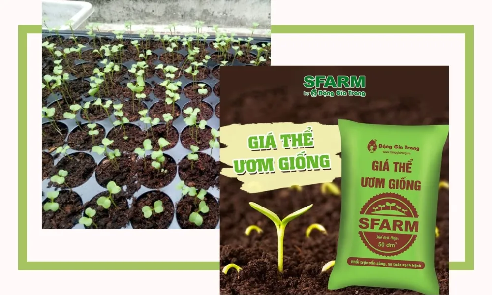 Giá thể hữu cơ chuyên dụng cho việc ươm mầm dưa lưới