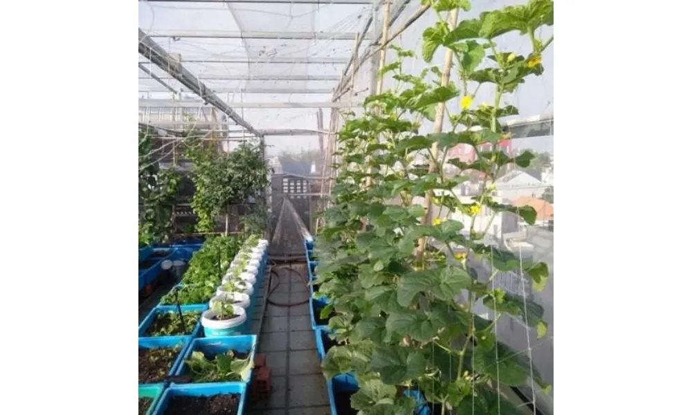 Mô hình nhà màng trồng dưa lưới trên sân thượng gia đình