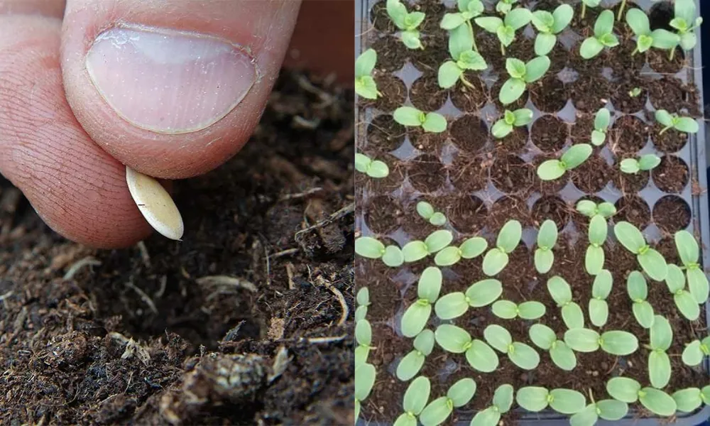 Quy trình gieo hạt và ươm cây con dưa lưới