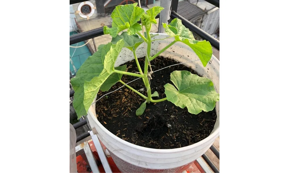 Trồng cây dưa lưới con vào chậu lớn sau giai đoạn ươm