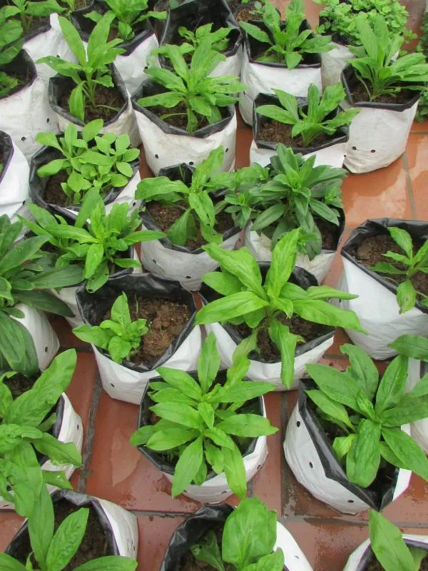 Vườn hoa cúc bất tử đang được chăm sóc và theo dõi sâu bệnh