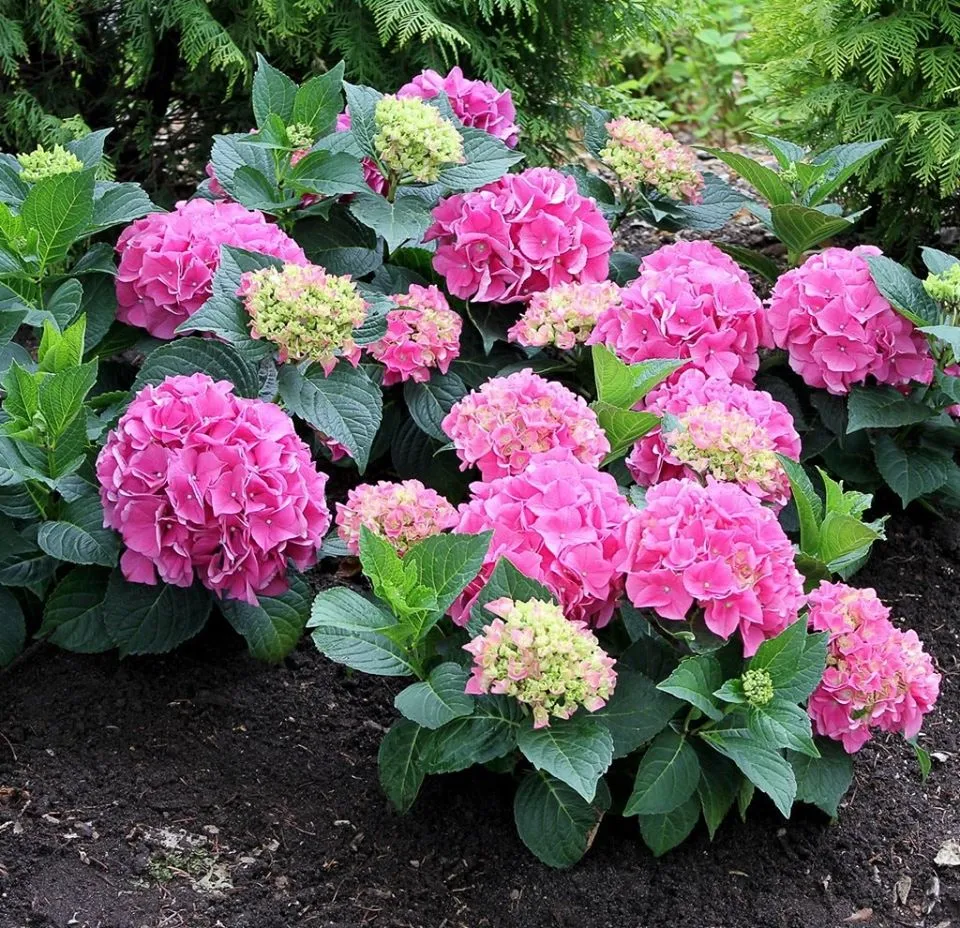 Cẩm Tú Cầu Giâm Cành