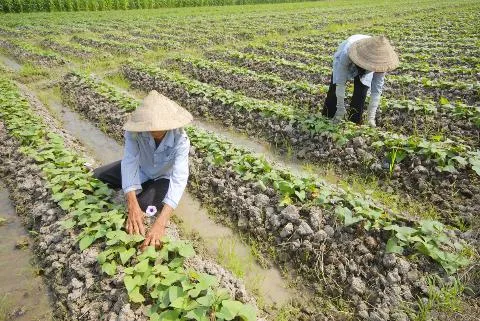 Tiến hành trồng khoai lang