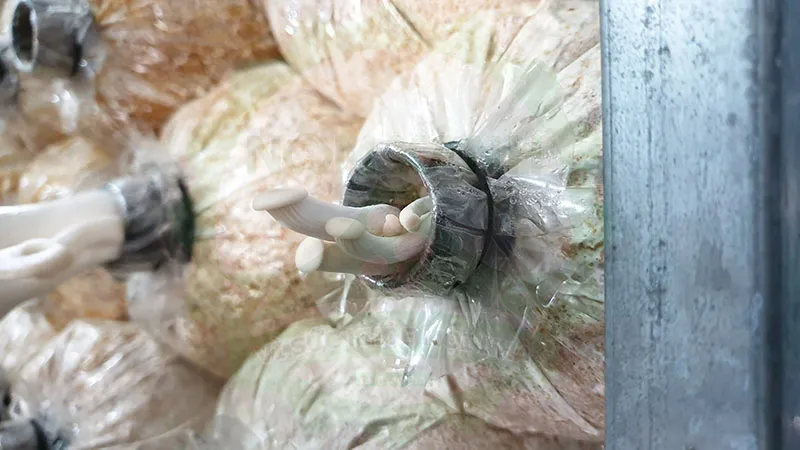 Lợi ích thì tự trồng nấm bào ngư tại nhà