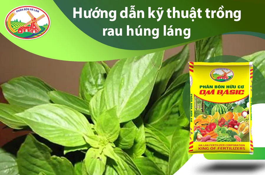 Kỹ thuật trồng và chăm sóc rau húng láng đạt chuẩn chất lượng cao