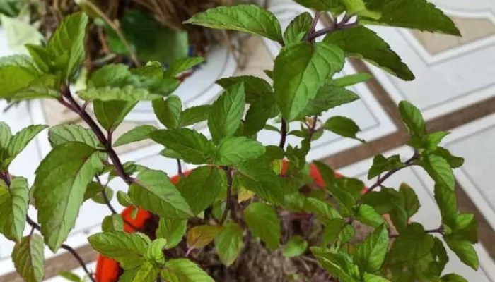 Các bước cơ bản trong kỹ thuật trồng húng Láng từ cành giâm