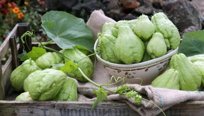 Kỹ thuật trồng su su trong thùng xốp và chậu tại nhà