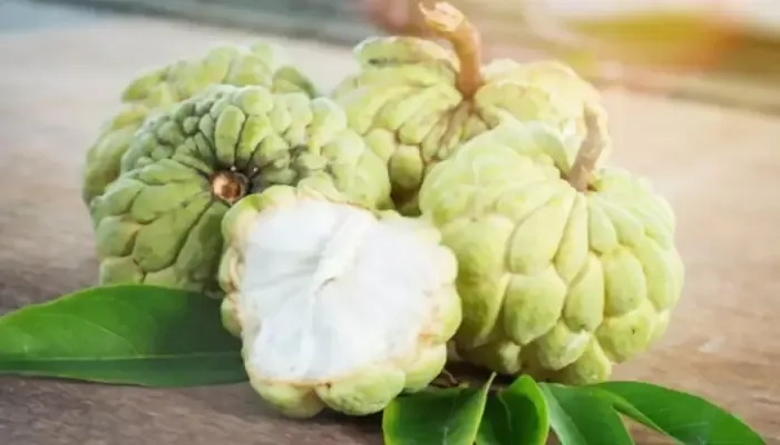 Thời điểm thích hợp nhất để bắt đầu cách trồng cây mãng cầu na đạt hiệu quả kinh tế cao