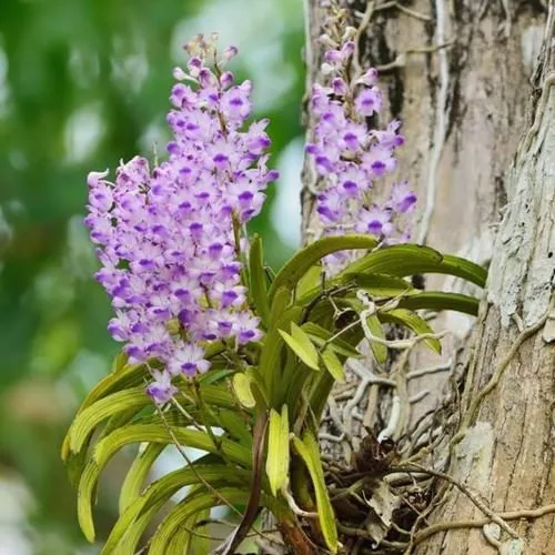 Cận cảnh chùm hoa Lan Hải Yến Rừng màu xanh tím nhạt với hương thơm đặc trưng