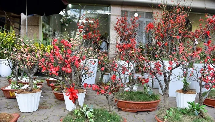 Hướng dẫn cách trồng và chăm sóc cây mai đỏ chuẩn nhà vườn