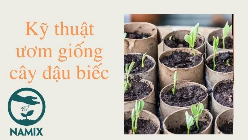 Kỹ thuật ươm hạt đậu biếc trong khay để theo dõi sự nảy mầm