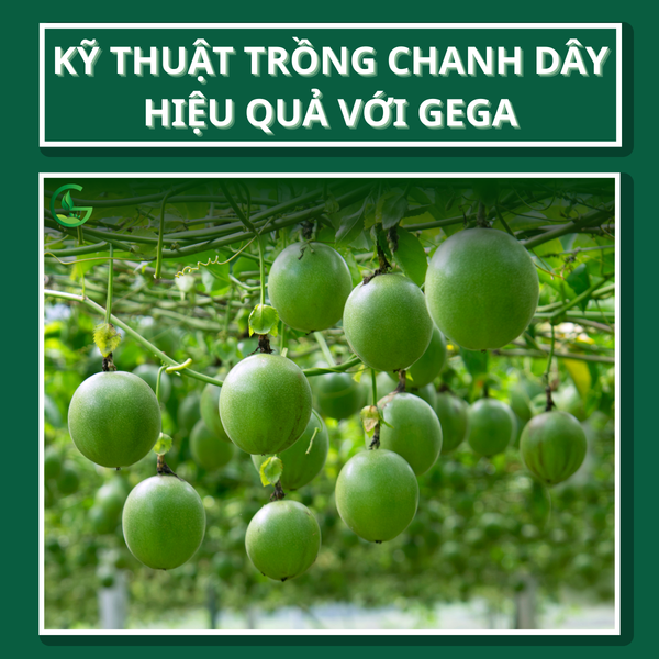Kỹ Thuật Trồng Chanh Dây Chi Tiết Từ A Đến Z Đạt Năng Suất Cao Nhất