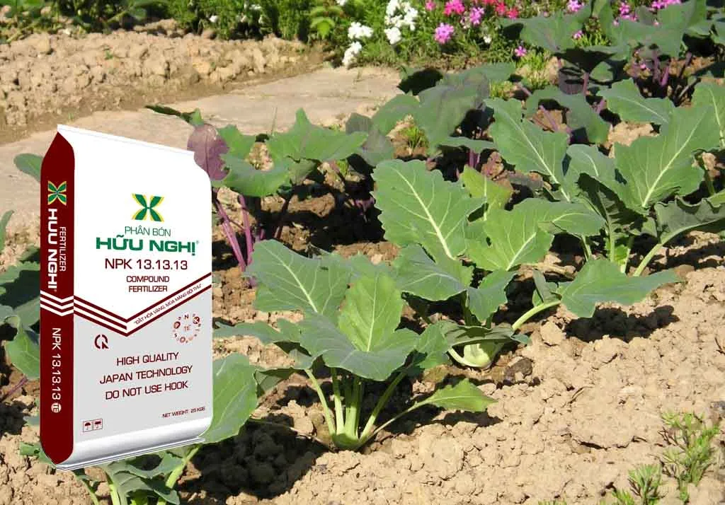 Kỹ thuật trồng su hào năng suất cao, đảm bảo chất lượng củ