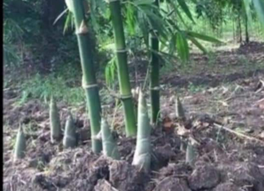 Cách Trồng Tre Lấy Măng Đúng Kỹ Thuật Và Đạt Năng Suất Cao