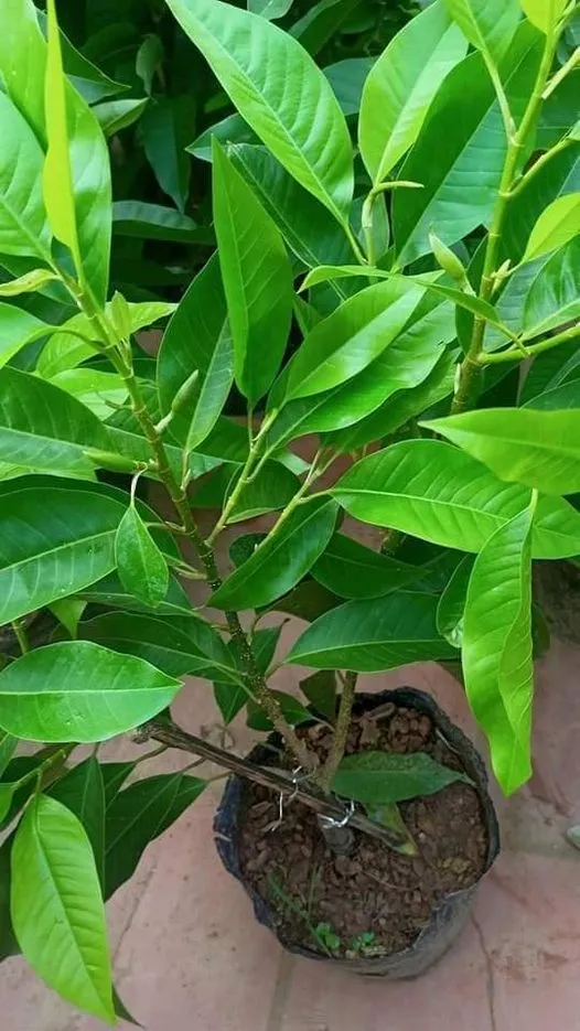 Lá cây Hoa Ngọc Lan hình bầu dục, màu xanh tươi