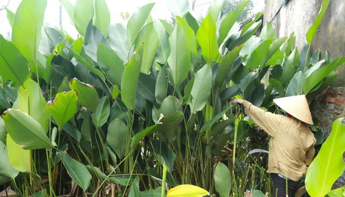 Làm cỏ và vun gốc cho cây lá dong để tránh đổ ngã