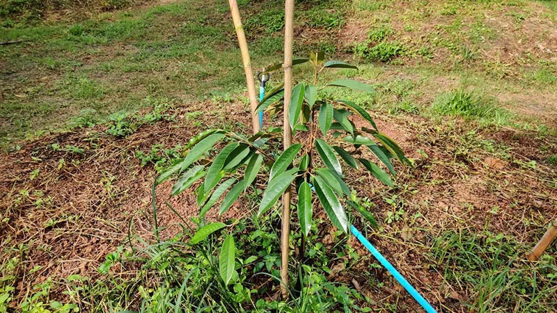 Buộc cố định cây sầu riêng mới trồng bằng cọc tre