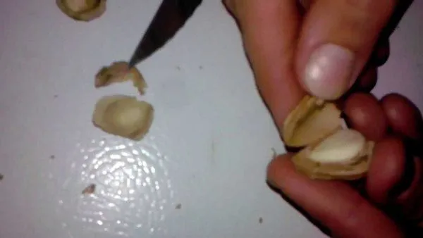 Nhân hạt đào được xử lý lạnh trong giá thể ẩm để phá vỡ trạng thái ngủ