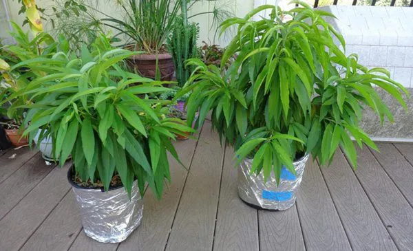 Chủ động vặt lá là kỹ thuật quan trọng để kích thích đào ra hoa đúng dịp Tết Nguyên Đán