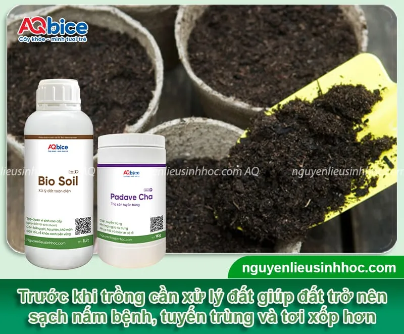 Chuẩn bị và cải tạo đất trồng hoa hướng dương đúng kỹ thuật