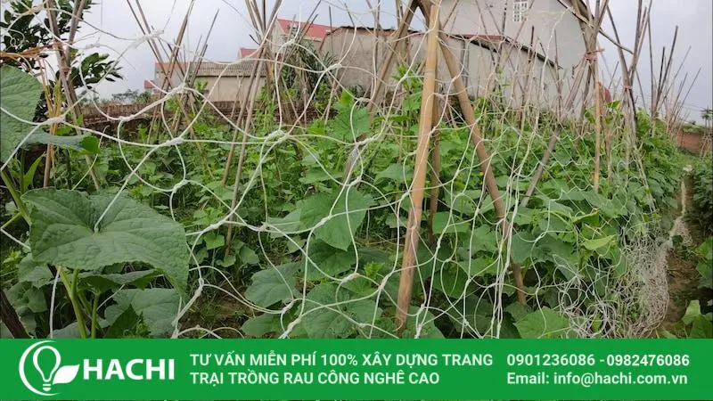 Làm giàn chữ A chắc chắn cho dưa leo giúp cây chống chịu gió bão